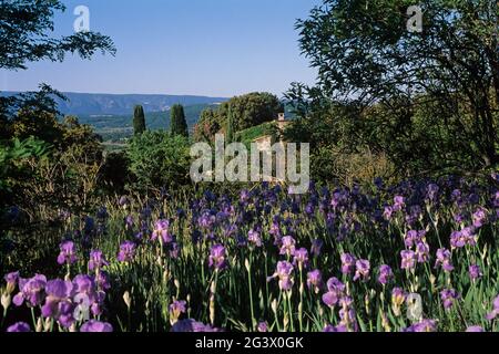 FRANCIA VAUCLUSE (84) ALTOPIANO VAUCLUSE. PARCO NATURALE REGIONALE DEL LUBERON. JOUCAS. IRIS VEGETAZIONE Foto Stock