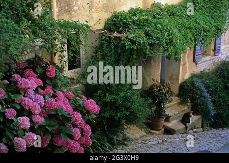 FRANCIA VAUCLUSE (84) ALTOPIANO VAUCLUSE. PARCO NATURALE REGIONALE DEL LUBERON. JOUCAS. ATMOSFERA DI UN VICOLO, RODODENDRI E UN CAT Foto Stock