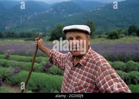 FRANCIA VAUCLUSE (84) IL LUBERON. PARCO NATURALE REGIONALE DEL LUBERON. COLTIVATORE CHE RACCOGLIE LA LAVANDA Foto Stock