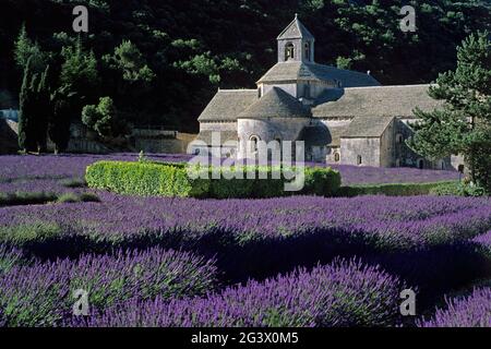 FRANCIA VAUCLUSE (84) L'ALTOPIANO VAUCLUSE. PARCO NATURALE REGIONALE DEL LUBERON. ABBAZIA SENANQUE E LA CULTURA DELLA LAVANDA. SENANQUE È UN'ABBAZIA CISTERCENSE LO Foto Stock