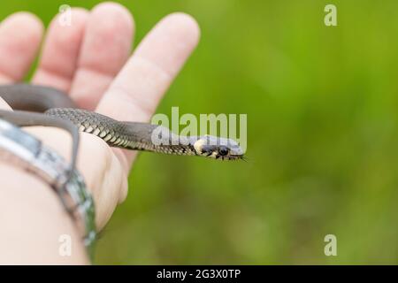 Serpente piccolo innocuo, serpente d'erba, Natrix natrix Foto Stock