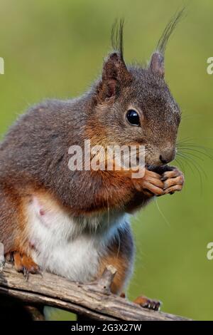 Lo scoiattolo mangia semi di girasole Foto Stock