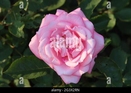 Giardino di rose Guldemondplantsoen come monumento nazionale a Boskoop nei Paesi Bassi con varietà di rose Eliza Foto Stock