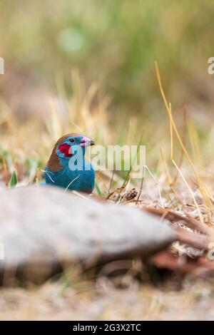 Uccello rosso-cheeked cordone-bleu, Gondar, Etiopia Africa fauna selvatica Foto Stock