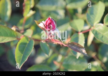 Giardino di rose Guldemondplantsoen come monumento nazionale a Boskoop nei Paesi Bassi con varietà di rose Eliza Foto Stock