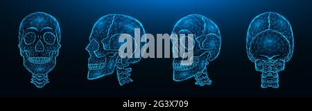 Illustrazione vettoriale poligonale di teschi umani, viste frontale, laterale e posteriore. Set di modelli poly bassi di teschi con colonna cervicale Foto Stock