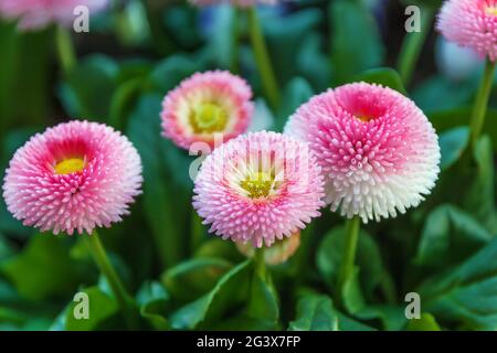 Bellis perennis fiori Foto Stock