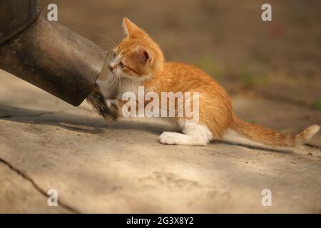 Gattini divertenti stanno giocando fuori casa. Il piccolo gattino salì nel tubo di scarico. Il secondo gattino cerca di tirarlo fuori Foto Stock