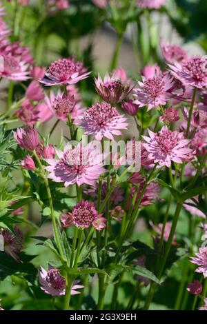 Astrantia Major Roma o magistrwort rotolamenti compatti di minuscoli fiori rosa circondati da una rosetta Foto Stock