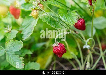 Fragola selvatica nell'erba Foto Stock