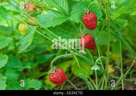 Fragola selvatica nell'erba Foto Stock