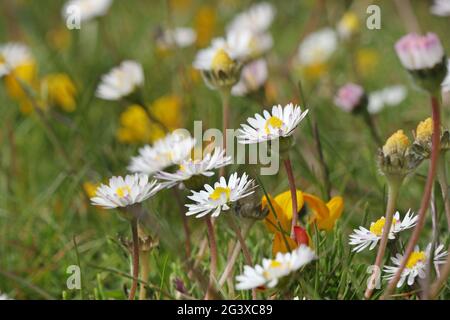 Bassa POV di Daisy e Bird’s-foot trifoglio Fiori che crescono a Machair Grassland, Costa nordoccidentale della Scozia, Regno Unito Foto Stock