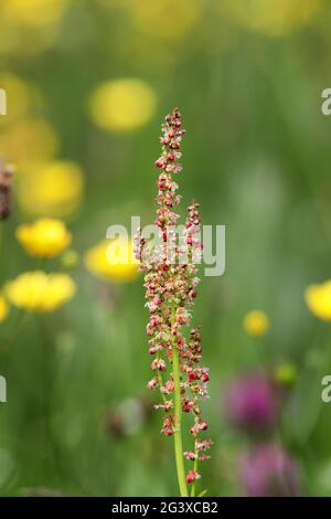 Il seme fiorito testa di Sorrell comune (Rumex acetosa), North Pennines, Teesdale, County Durham, Regno Unito Foto Stock