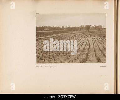 Pagina 102 dell'album fotografico dell'Unione generale delle piantatrici di gomma nella Costa Est di Sumatra (A.R.O.S.). Pagina del libro con una foto dei campi con la pianta giovane del pitano a Balimbingan. Parte dell'album fotografico dell'Unione generale delle piantatrici di gomma sulla costa orientale di Sumatra (A.R.O.S.). Foto Stock