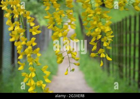 Laburnum tenda: Primavera passeggiata attraverso una tenda di fiori gialli laburnum. Bedfordshire, Inghilterra. Foto Stock