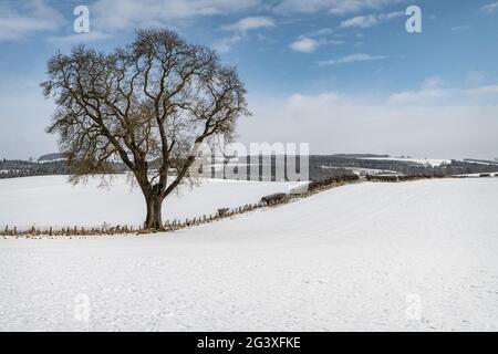 Sentiero coperto di neve (su ferrovia disutilizzata) ai confini scozzesi Foto Stock