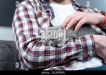 Il gattino grigio scozzese ad orecchie dritte dorme nelle braccia del proprietario di casa. Purosangue carino gatto britannico cade addormentato in mani Foto Stock