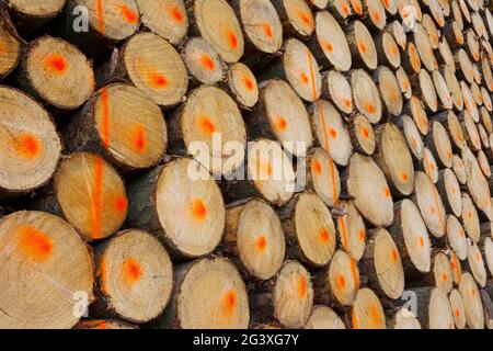 Tronchi ad albero contrassegnati, impilati Foto Stock