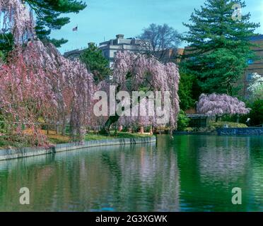 2006 FIORITURA STORICA DELLA PRIMAVERA COLLINA GIAPPONESE E GIARDINO DELLO STAGNO BROOKLYN BOTANICAL GARDEN NEW YORK CITY USA Foto Stock