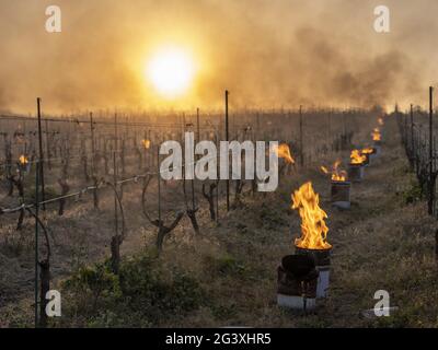 Monnieres (Francia nord-occidentale): Candele illuminate tra le file di viti per salvare le colture dal soccombere alle gelate primaverili. Atmosfera nell'orecchio Foto Stock