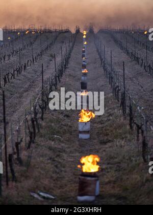 Monnieres (Francia nord-occidentale): Candele illuminate tra le file di viti per salvare le colture dal soccombere alle gelate primaverili. Atmosfera nell'orecchio Foto Stock