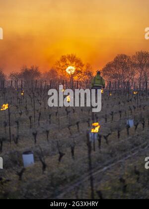 Monnieres (Francia nord-occidentale): Candele illuminate tra le file di viti per salvare le colture dal soccombere alle gelate primaverili. Atmosfera nell'orecchio Foto Stock