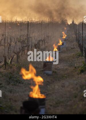 Monnieres (Francia nord-occidentale): Candele illuminate tra le file di viti per salvare le colture dal soccombere alle gelate primaverili. Atmosfera nell'orecchio Foto Stock