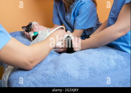 Il lavoro di squadra veterinario effettua un esame ecografico di un gatto. Cat sulla diagnosi ecografica in una clinica veterinaria. Ultramidi medicali Foto Stock