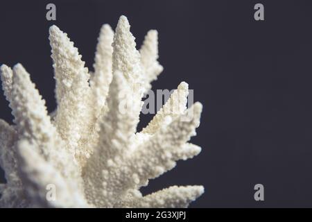 Ramo di corallo secco su sfondo nero Foto Stock