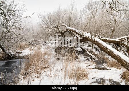 Albero caduto coperto di neve in paludi e boschi misti congelati nei confini scozzesi, Regno Unito Foto Stock
