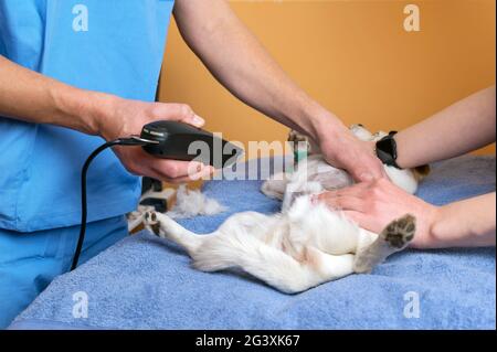 Medico veterinario con assistente di rasatura cane, preparazione per il funzionamento. Foto Stock