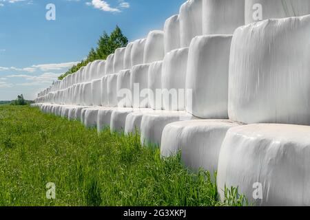 Campo di campagna con balle di fieno avvolte in sacchi di plastica in una giornata di sole contro un cielo blu Foto Stock