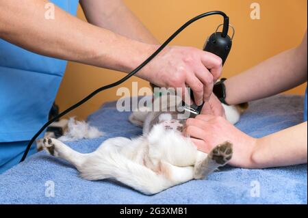 Medico veterinario con assistente di rasatura cane, preparazione per il funzionamento. Foto Stock