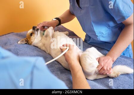 Il lavoro di squadra veterinario fa un esame ecografico di un cane. Cane su diagnosi ecografica in una clinica veterinaria. Ultramidi medicali Foto Stock