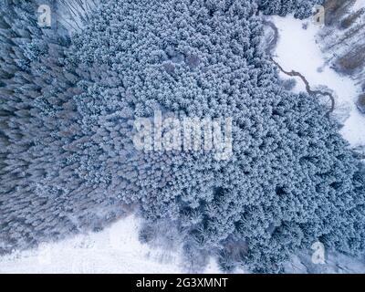 Vista aerea dall'alto verso il basso delle bellissime cime degli alberi della foresta invernale. Foto Stock