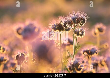 Lacy phacelia in campo durante l'alba Foto Stock