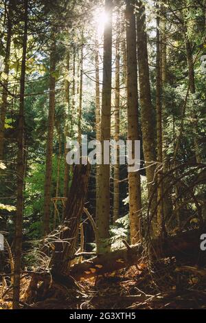 Tronco di un grande e alto pino illuminato dal sole d'autunno. Abeti in autunno nel parco nazionale della Russia meridionale. Foto Stock