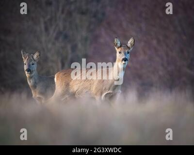 Capriolo su un prato in autunno Foto Stock