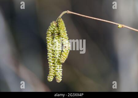 Catkins su Hazel (Corylus avellana) in inverno Foto Stock