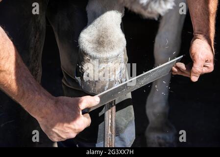 Farrier che lavora sulla racchina calda di un cavallo nel Regno Unito. Limatura dello zoccolo dopo il montaggio del nuovo pattino. Foto Stock