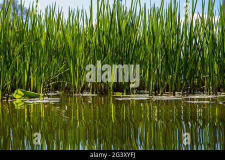 Canne e giglio si riflettono nell'acqua sulla riva di un lago Foto Stock