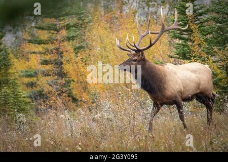 Toro alce in bellissimi colori autunnali Foto Stock