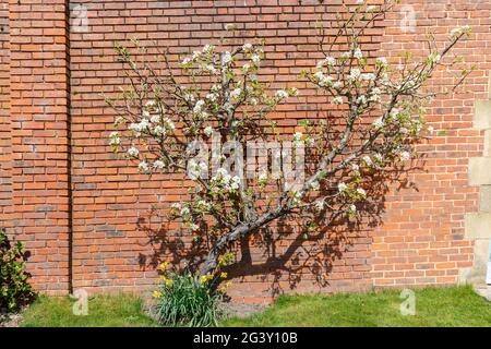 Albero di frutta fiorito Espaliered che cresce contro muro di mattoni rossi. Foto Stock