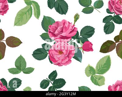 Rose o peonie in fiore, fiori in fiore Illustrazione Vettoriale