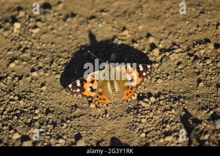 Dipinto Lady Casting ombra Foto Stock