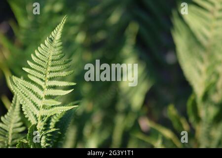 Da un solo Fern a un lato dello shot Foto Stock