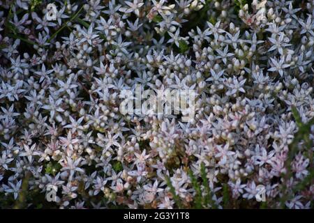 Fiori bianchi a forma di stella Foto Stock