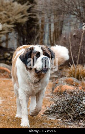 Ritratto che lavora razza di San Bernardo cane Foto Stock
