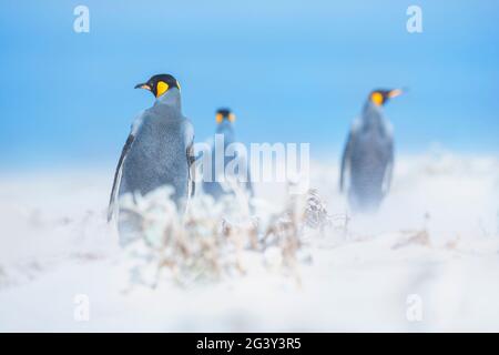 Pinguini del re (Atenodytes patagonicus) che camminano attraverso una tempesta di sabbia, punto di Volontariato, Falkland orientale, Isole di Falkland, Foto Stock