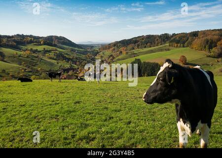 Vista da Hühnersedel nella Valle del Reno, autunno, vicino a Freiamt, Friburgo in Breisgau, Foresta Nera, Baden-Württemberg, Germania Foto Stock